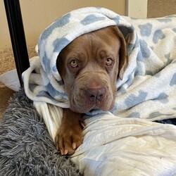 Norah/Dogue de Bordeaux/Female/4 Years 2 Months,