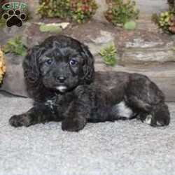 Charlie/Cavapoo									Puppy/Male	/September 5th, 2024,Take a look at this charming F1 Cavapoo puppy who is well socialized and adjusted to a family atmosphere! This little cutie comes up to date on shots and dewormer and vet checked, and the breeder offers an extended health guarantee. If you are searching for a friendly, hypoallergenic puppy to add to your home contact us today! 