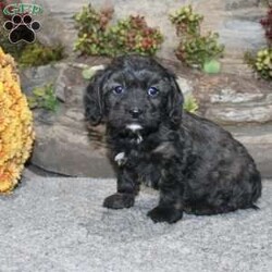 Charlie/Cavapoo									Puppy/Male	/September 5th, 2024,Take a look at this charming F1 Cavapoo puppy who is well socialized and adjusted to a family atmosphere! This little cutie comes up to date on shots and dewormer and vet checked, and the breeder offers an extended health guarantee. If you are searching for a friendly, hypoallergenic puppy to add to your home contact us today! 