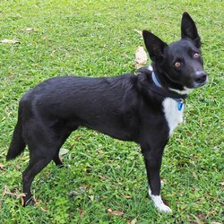 Preston/Border Collie / Australian Kelpie/Male/5 Years 5 Months,Hello there, I'm Preston, a 5-year-old male Australian Kelpie with a heart full of love! I'm in search of a special human companion who can provide the home environment that suits me best. That includes someone who will be home most (if not all) of the time. I'm a mild-mannered guy, perfect for seniors or those leading a quiet lifestyle. I've got a bit of a stubborn streak, so I'll need an experienced owner who knows my breed and can handle my funny quirks. I have some lovely basic skills and I'm very gentle around people, I enjoy meeting strangers and getting some nice pats. I have office time each day while I live at the shelter, I sleep and relax, interact with the staff, I'm a perfect companion for someone that works from home! I'm a bit of a loner and like my space, so a single dog household where I can get all the love and attention would be ideal for me. I love exploring and sniffing around, so a secure outdoor space would be a dream come true! If you have the knowledge, experience, and a secure backyard, you might be my perfect match! Can't wait to meet you and start our life together. Requirements: 