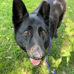 Adopt a dog:Winter/German Shepherd Dog/Female/6 Years 10 Months,Hey there our names are Jett and Winter and we are a super sweet bonded pair that absolutely adore each other and can't bare to be separated, so we are hoping to find that super special human who has the room in their hear and love to give two dogs!! We would love a family that will include us in all their activities, we love to go on adventures and car rides, we are both currently on a weight lose plan so regular exercise is a must for us to keep us healthy and strong. We will need a nice secure backyard with solid fencing to explore, play and nap in while you are out or at work, with lots of sleeping spots to keep us comfy. Indoor and outdoor access would be ideal for us as we have had this previously and it would be great to be able to find a cool spot in the hotter months. We will need children that are slightly older and confident around larger dogs, we have not previously lived with kids but have had interactions with them, so kids that are a bit calmer and will take it slower with us would be best. We have both met dogs here at the shelter and are showing playful behaviours, however due to the amount of change we have been through we would be best to be the only 2 dogs in the home for now while we adjust. Requirements: -Must meet all family  –  No children under 12 -Must be rehomed with Winter  –  Solid fencing -Indoor/outdoor access If you think we could be the pair for you, please head into the shelter today we can hardly wait to find out very own home. Love and kisses, Jett & Winter