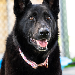 Adopt a dog:Winter/German Shepherd Dog/Female/6 Years 10 Months,Hey there our names are Jett and Winter and we are a super sweet bonded pair that absolutely adore each other and can't bare to be separated, so we are hoping to find that super special human who has the room in their hear and love to give two dogs!! We would love a family that will include us in all their activities, we love to go on adventures and car rides, we are both currently on a weight lose plan so regular exercise is a must for us to keep us healthy and strong. We will need a nice secure backyard with solid fencing to explore, play and nap in while you are out or at work, with lots of sleeping spots to keep us comfy. Indoor and outdoor access would be ideal for us as we have had this previously and it would be great to be able to find a cool spot in the hotter months. We will need children that are slightly older and confident around larger dogs, we have not previously lived with kids but have had interactions with them, so kids that are a bit calmer and will take it slower with us would be best. We have both met dogs here at the shelter and are showing playful behaviours, however due to the amount of change we have been through we would be best to be the only 2 dogs in the home for now while we adjust. Requirements: -Must meet all family  –  No children under 12 -Must be rehomed with Winter  –  Solid fencing -Indoor/outdoor access If you think we could be the pair for you, please head into the shelter today we can hardly wait to find out very own home. Love and kisses, Jett & Winter