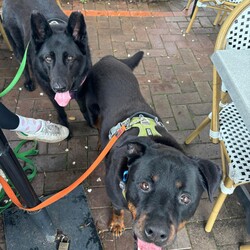 Adopt a dog:Winter/German Shepherd Dog/Female/6 Years 10 Months,Hey there our names are Jett and Winter and we are a super sweet bonded pair that absolutely adore each other and can't bare to be separated, so we are hoping to find that super special human who has the room in their hear and love to give two dogs!! We would love a family that will include us in all their activities, we love to go on adventures and car rides, we are both currently on a weight lose plan so regular exercise is a must for us to keep us healthy and strong. We will need a nice secure backyard with solid fencing to explore, play and nap in while you are out or at work, with lots of sleeping spots to keep us comfy. Indoor and outdoor access would be ideal for us as we have had this previously and it would be great to be able to find a cool spot in the hotter months. We will need children that are slightly older and confident around larger dogs, we have not previously lived with kids but have had interactions with them, so kids that are a bit calmer and will take it slower with us would be best. We have both met dogs here at the shelter and are showing playful behaviours, however due to the amount of change we have been through we would be best to be the only 2 dogs in the home for now while we adjust. Requirements: -Must meet all family  –  No children under 12 -Must be rehomed with Winter  –  Solid fencing -Indoor/outdoor access If you think we could be the pair for you, please head into the shelter today we can hardly wait to find out very own home. Love and kisses, Jett & Winter