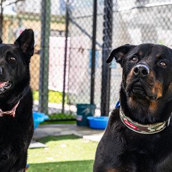 Adopt a dog:Winter/German Shepherd Dog/Female/6 Years 10 Months,Hey there our names are Jett and Winter and we are a super sweet bonded pair that absolutely adore each other and can't bare to be separated, so we are hoping to find that super special human who has the room in their hear and love to give two dogs!! We would love a family that will include us in all their activities, we love to go on adventures and car rides, we are both currently on a weight lose plan so regular exercise is a must for us to keep us healthy and strong. We will need a nice secure backyard with solid fencing to explore, play and nap in while you are out or at work, with lots of sleeping spots to keep us comfy. Indoor and outdoor access would be ideal for us as we have had this previously and it would be great to be able to find a cool spot in the hotter months. We will need children that are slightly older and confident around larger dogs, we have not previously lived with kids but have had interactions with them, so kids that are a bit calmer and will take it slower with us would be best. We have both met dogs here at the shelter and are showing playful behaviours, however due to the amount of change we have been through we would be best to be the only 2 dogs in the home for now while we adjust. Requirements: -Must meet all family  –  No children under 12 -Must be rehomed with Winter  –  Solid fencing -Indoor/outdoor access If you think we could be the pair for you, please head into the shelter today we can hardly wait to find out very own home. Love and kisses, Jett & Winter