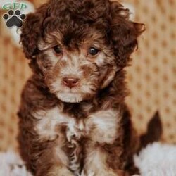 Amber/Miniature Poodle									Puppy/Female	/8 Weeks,This is Amber. We expect her to be between 13 – 15 lbs when grown. They will also have a hypoallergenic coat.