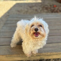 Adopt a dog:Steven/Shih Tzu/Male/Adult,Meet Steven! Steven is a 6-7 year old shih tzu mix who was found as a stray without a microchip, and was never claimed. Steven can be a bit nervous at first but becomes friendly, playful, and affectionate after a few minutes. He is good with other dogs his size but has never been tested with cats.