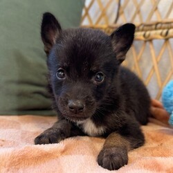 Adopt a dog:me/German Shepherd Dog/Male/Baby,This cutie is Nico. He is currently 2 pounds, 6 weeks old, and we think they may be a German Shepherd mix, but with rescue its a guess! What matters most is that they are adorable and are one the MOST desperate in the entire US based on statistics for where this puppy is from. Shelters in this area are having to euthanize puppies. So, this puppy needs you! If you choose a puppy from this rescue, it saves his life as well as the life of another in its place. 

Nico is playful, sweet, curious, and cuddly. He loves to play with his siblings and take lots of naps. Eat, sleep, play, repeat- such is puppy life! 

Nico is still young so they will need a family that can commit to training, socialization and all the dedication puppyhood requires. His new family will need to continue with potty and crate training and daily exercise. We require a commitment from adoptive families to crate train their new puppy. When old enough, they will be perfect to go on walks and hikes or show off around your neighborhood. 

You will be guaranteed to get lots of kisses in return from your new best friend!

Application link: https://adopt.animalsfirst.com/animal/62cc8e128b02916730334440/66f4c5e1f0223d341e03048e

Please email tim@threelittlepittiesrescue.org with any questions.

Available for adoption in NV, MT, CO,UT, ID, OR, WA, Canada, and now the East Coast! Our PNW dogs are brought to you in style by a beautiful USDA licensed semi-truck, equipped with air conditioning for comfort, two drivers, and 2 onboard attendants providing 24 hour care. Our East Coast route will travel in a private, air conditioned 3LP-run van transport. 
Pick up day is unforgettable! You will get to follow along on their journey through a private FB Event page, where you will see photos, have the opportunity to connect with other adopters, and receive updates and constant communication along the way. One of our Adoption Coordinators can help to find the closest transport pick up location to you!

The adoption fee is $900.00 and includes all vetting as recommended by our doctor: DAPP (2 to 4 depending on age and time in the program), Bordetella, Rabies vaccine (if old enough), multiple broad spectrum deworming treatments, spay/neuter, flea prevention, 2 months of heartworm preventative, extended medical such as dentals, eye surgeries, and orthopedic surgeries prior to adoption when suggested by our partner vets, a microchip with free lifetime registration, a high quality nylon Martingale collar for dogs over 4 months old, a health certificate deeming the pup healthy for travel, cost of transport*, and many priceless years of love and loyal companionship!

*WE ARE TOLD THAT WE GO ABOVE AND BEYOND MEDICALLY. This is the feedback we tend to get, although we cannot guarantee perfect health. 
*To fully vet a dog in the PNW or the NE at many vets it would be upwards of $1,800 just to fix, vaccinate, chip, etc. The adoption fees charged by our rescue do not cover our expenses medically for each animal, but we offset costs with donations. Your adoption fee is considered a donation towards actual costs.

Why adopt from Three Little Pitties?

The stray and animal overpopulation in the Greater Houston area is the highest in the nation. Statistics show that there are over 1 million homeless animals in this region alone. Three Little Pitties Rescue is a nonprofit dog and cat rescue that partners with the community to make a difference. Our mission is to reduce the homeless pet population through community outreach, free spay and neuter services, and saving all breeds of dogs and cats from the streets or animal shelters that oftentimes have no other option but to euthanize animals for space. This dog youve found online is lucky to be in our program, and even luckier to have you notice it!

Three Little Pitties wants to set you and your new pet up for success! We know our dogs and we work hard to prepare them socially for adoption. We are a network of dedicated people who are heavily invested in seeing our animals thrive. From the moment they are accepted into our program, our Intake, Behavior & Medical teams prepare them for adoption by properly vetting, behaviorally assessing, and providing customized plans depending on the dogs needs. We seek to adopt to families who understand that these are rescue dogs and will require continued training efforts, but will be well on their way to being the best dogs that they can be!

It doesnt stop there! Our adopters also receive these special perks:

 30 day trial of pet insurance with Trupanion (must register within 24 hours of first vet appt.)
 A free private online dog training session with GoodPup plus low pricing for future sessions (approx $25 weekly for an 8 week course of one session per week)
 One free bonus toy in every BarkBox when signing up for their Super Chewer subscription plan
 70% off of your first order of Fetch, a PNW based, organic fresh dog food loaf meal subscription plan
 Coupons for a fun visit to Petco 
 Access to our exclusive FB Adopters page, where you can network for play dates, resources, and connect with other adopters that share their passion for their adopted pup!

We celebrated our 6 year anniversary this year! Through the combined efforts of all of our hardworking staff and volunteers, we have placed over 12,000 very lucky dogs and cats into amazing homes! By adopting from us, you save TWO lives! The pet you adopt, and you create an opportunity for another animal to be saved in that spot. Together, we can be heroes.

Follow our rescue journey through the links below!

https://www.threelittlepittiesrescue.org/ https://www.facebook.com/threelittlepittiesrescue https://www.instagram.com/threelittlepittiesrescue

*Due to the rising cost of fuel and transportation expenses, there will be an additional $74 surcharge for transport.

DISCLAIMER- Breed type is determined based on general appearance and behavioral characteristics, and cannot be guaranteed unless DNA test results or AKC registration were provided at intake.