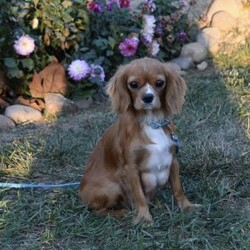 Teddy/Cavapoo									Puppy/Male	/7 Weeks,Hi my name is Teddy. I’m a sweet little Cavapoo boy. I’m very playful and well socialized. I’m great with kids and other pets. My mom is a cavalier and weighs 10 pounds and dad is a mini poodle and weighs 12 pounds. I’m up to date on shots and dewormings. I’m looking for a loving indoor home. Shipping options are available anywhere in the US. All Sunday calls are returned on Mondays. Thanks Jon