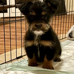 Poe/Terrier/Male/Baby Adopt a dog:Poe/Terrier/Male/Baby,Meet Poe! His mom was rescued from a hoarding/abuse situation when she was heavily pregnant. He was born 9/11/24 and is a terrier mix. Mom is 18 lbs and we anticipate him to be similar sized full grown. Poe is inquisitive and loves to play. He's learning new things every day!
We are taking applications for Poe now and he will be ready to go home after his neuter 11/13/24. He is located in Texas and his adoption fee is $395 with transport and includes current shots, microchip and neuter. If you are interested in Poe please complete the adoption application at the link below. If you have any questions email us at sgdrsa@outlook.com
https://www.shelterluv.com/matchme/adopt/SGDR/Dog