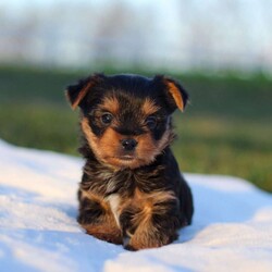 Marshall/Yorkie									Puppy/Male	/8 Weeks,Meet the most darling Yorkshire Terrier, Marshall! This handsome boy is playful yet affectionate and he has a curious personality that keeps every day interesting. Yorkies are well known for their intelligence, trainability & loyalty to their owners, they also tend to shed very little so they make wonderful family pets. We have always loved this breed, their brave and feisty spirit sets them apart from others!