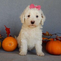 Pixie/Mini Goldendoodle									Puppy/Female	/8 Weeks,Prepare to fall in love !!! My name is Pixie and I’m the sweetest little F1b mini goldendoodle looking for my furever home! One look into my warm, loving eyes and at my silky soft coat and I’ll be sure to have captured your heart already! I’m very happy, playful and very kid friendly and I would love to fill your home with all my puppy love!! I am full of personality, and I give amazing puppy kisses! I stand out way above the rest with my beautiful white coat with red markings ! I will come to you vet checked, microchipped and up to date on all vaccinations and dewormings . I come with a 1-year guarantee with the option of extending it to a 3-year guarantee and our puppies also come with 30 days of pet insurance! My mother is Sophie, our 40#mini goldendoodle with a heart of gold and my father is Zeke, our 10# happy and playful apricot and white poodle and he has been genetically tested!  I will grow to approx 22-26# and I will be hypoallergenic and nonshedding! Why wait when you know I’m the one for you? Call or text Martha to make me the newest addition to your family and get ready to spend a lifetime of tail wagging fun with me! (7% sales tax on in home pickups)