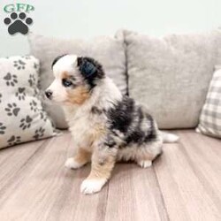 Izzabel/Miniature Australian Shepherd									Puppy/Female	/8 Weeks,This sweet and adorable Mini Australian Shepherd is looking for a forever family!