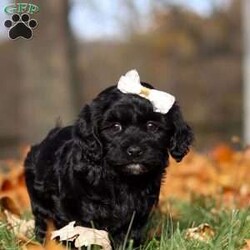 Amelia/Havapoo									Puppy/Female	/7 Weeks,Meet the most charming little puppy named Amelia. A Havapoo puppy that’s sure to steal your heart! This little girl is a mix of Havanese and Poodle known for their small size, this makes Amelia the perfect cuddle buddy who fits right into your arms or a cozy spot on the couch. Havapoos are celebrated for their loving and affectionate nature, always ready to shower you with cuddles and kisses. With her hypoallergenic, curly coat, she’s not only adorable but also a great choice for families with allergies. This little puppy is playful, intelligent, and eager to be your loyal companion, bringing endless joy and warmth into your home!