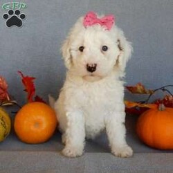 Pixie/Mini Goldendoodle									Puppy/Female	/8 Weeks,Prepare to fall in love !!! My name is Pixie and I’m the sweetest little F1b mini goldendoodle looking for my furever home! One look into my warm, loving eyes and at my silky soft coat and I’ll be sure to have captured your heart already! I’m very happy, playful and very kid friendly and I would love to fill your home with all my puppy love!! I am full of personality, and I give amazing puppy kisses! I stand out way above the rest with my beautiful white coat with red markings ! I will come to you vet checked, microchipped and up to date on all vaccinations and dewormings . I come with a 1-year guarantee with the option of extending it to a 3-year guarantee and our puppies also come with 30 days of pet insurance! My mother is Sophie, our 40#mini goldendoodle with a heart of gold and my father is Zeke, our 10# happy and playful apricot and white poodle and he has been genetically tested!  I will grow to approx 22-26# and I will be hypoallergenic and nonshedding! Why wait when you know I’m the one for you? Call or text Martha to make me the newest addition to your family and get ready to spend a lifetime of tail wagging fun with me! (7% sales tax on in home pickups)