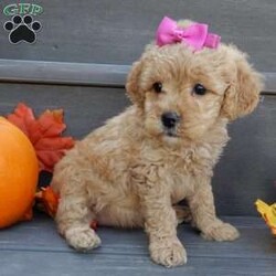 Ginger/Mini Goldendoodle									Puppy/Female	/8 Weeks,Prepare to fall in love !!! My name is Ginger and I’m the sweetest little F1b mini goldendoodle looking for my furever home! One look into my warm, loving eyes and at my silky soft coat and I’ll be sure to have captured your heart already! I’m very happy, playful and very kid friendly and I would love to fill your home with all my puppy love!! I am full of personality, and I give amazing puppy kisses! I stand out way above the rest with my beautiful curly light red coat! I will come to you vet checked, microchipped and up to date on all vaccinations and dewormings . I come with a 1-year guarantee with the option of extending it to a 3-year guarantee and our puppies also come with 30 days of pet insurance! My mother is Sandy, our 35#mini goldendoodle with a heart of gold and my father is Nimbo, our 13# chocolate merle mini poodle and he has been genetically tested!  I will grow to approx 20-25# and I will be hypoallergenic and nonshedding! Why wait when you know I’m the one for you? Call or text Martha to make me the newest addition to your family and get ready to spend a lifetime of tail wagging fun with me! (7% sales tax on in home pickups)