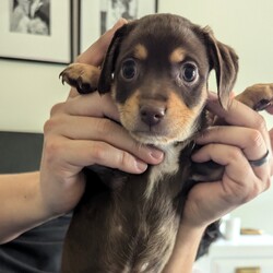 Ranger/Dachshund/Male/Baby Adopt a dog:Ranger/Dachshund/Male/Baby,Meet Ranger, the sweet and playful Dachshund/Chihuahua mix who’s ready to find his forever home! Ranger is a little ball of energy who loves to play with toys, wrestle with his siblings, and zoom around his pen. Despite his playful nature, he’s also the most quiet of the bunch, making him a calm and easygoing companion. If you’re looking for a fun-loving yet serene addition to your family, Ranger might just be your perfect match!