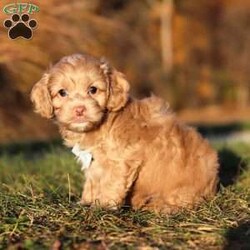 Everett/Cockapoo									Puppy/Male	/9 Weeks,Meet our handsome Cockapoo puppy named Everett! He is a delightful boy that is filled with charm and intelligence, he has already stolen our hearts with his playful personality and affectionate nature. Whether he’s bouncing around in the backyard, playing with his favorite toys or snuggling up for a nap, this little one is just a ray of sunshine:) He would be the perfect addition to any loving home!