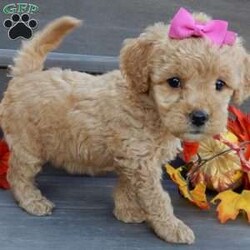 Ginger/Mini Goldendoodle									Puppy/Female	/8 Weeks,Prepare to fall in love !!! My name is Ginger and I’m the sweetest little F1b mini goldendoodle looking for my furever home! One look into my warm, loving eyes and at my silky soft coat and I’ll be sure to have captured your heart already! I’m very happy, playful and very kid friendly and I would love to fill your home with all my puppy love!! I am full of personality, and I give amazing puppy kisses! I stand out way above the rest with my beautiful curly light red coat! I will come to you vet checked, microchipped and up to date on all vaccinations and dewormings . I come with a 1-year guarantee with the option of extending it to a 3-year guarantee and our puppies also come with 30 days of pet insurance! My mother is Sandy, our 35#mini goldendoodle with a heart of gold and my father is Nimbo, our 13# chocolate merle mini poodle and he has been genetically tested!  I will grow to approx 20-25# and I will be hypoallergenic and nonshedding! Why wait when you know I’m the one for you? Call or text Martha to make me the newest addition to your family and get ready to spend a lifetime of tail wagging fun with me! (7% sales tax on in home pickups)