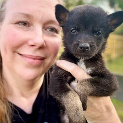 Adopt a dog:me/German Shepherd Dog/Male/Baby,This cutie is Nico. He is currently 2 pounds, 6 weeks old, and we think they may be a German Shepherd mix, but with rescue its a guess! What matters most is that they are adorable and are one the MOST desperate in the entire US based on statistics for where this puppy is from. Shelters in this area are having to euthanize puppies. So, this puppy needs you! If you choose a puppy from this rescue, it saves his life as well as the life of another in its place. 

Nico is playful, sweet, curious, and cuddly. He loves to play with his siblings and take lots of naps. Eat, sleep, play, repeat- such is puppy life! 

Nico is still young so they will need a family that can commit to training, socialization and all the dedication puppyhood requires. His new family will need to continue with potty and crate training and daily exercise. We require a commitment from adoptive families to crate train their new puppy. When old enough, they will be perfect to go on walks and hikes or show off around your neighborhood. 

You will be guaranteed to get lots of kisses in return from your new best friend!

Application link: https://adopt.animalsfirst.com/animal/62cc8e128b02916730334440/66f4c5e1f0223d341e03048e

Please email tim@threelittlepittiesrescue.org with any questions.

Available for adoption in NV, MT, CO,UT, ID, OR, WA, Canada, and now the East Coast! Our PNW dogs are brought to you in style by a beautiful USDA licensed semi-truck, equipped with air conditioning for comfort, two drivers, and 2 onboard attendants providing 24 hour care. Our East Coast route will travel in a private, air conditioned 3LP-run van transport. 
Pick up day is unforgettable! You will get to follow along on their journey through a private FB Event page, where you will see photos, have the opportunity to connect with other adopters, and receive updates and constant communication along the way. One of our Adoption Coordinators can help to find the closest transport pick up location to you!

The adoption fee is $900.00 and includes all vetting as recommended by our doctor: DAPP (2 to 4 depending on age and time in the program), Bordetella, Rabies vaccine (if old enough), multiple broad spectrum deworming treatments, spay/neuter, flea prevention, 2 months of heartworm preventative, extended medical such as dentals, eye surgeries, and orthopedic surgeries prior to adoption when suggested by our partner vets, a microchip with free lifetime registration, a high quality nylon Martingale collar for dogs over 4 months old, a health certificate deeming the pup healthy for travel, cost of transport*, and many priceless years of love and loyal companionship!

*WE ARE TOLD THAT WE GO ABOVE AND BEYOND MEDICALLY. This is the feedback we tend to get, although we cannot guarantee perfect health. 
*To fully vet a dog in the PNW or the NE at many vets it would be upwards of $1,800 just to fix, vaccinate, chip, etc. The adoption fees charged by our rescue do not cover our expenses medically for each animal, but we offset costs with donations. Your adoption fee is considered a donation towards actual costs.

Why adopt from Three Little Pitties?

The stray and animal overpopulation in the Greater Houston area is the highest in the nation. Statistics show that there are over 1 million homeless animals in this region alone. Three Little Pitties Rescue is a nonprofit dog and cat rescue that partners with the community to make a difference. Our mission is to reduce the homeless pet population through community outreach, free spay and neuter services, and saving all breeds of dogs and cats from the streets or animal shelters that oftentimes have no other option but to euthanize animals for space. This dog youve found online is lucky to be in our program, and even luckier to have you notice it!

Three Little Pitties wants to set you and your new pet up for success! We know our dogs and we work hard to prepare them socially for adoption. We are a network of dedicated people who are heavily invested in seeing our animals thrive. From the moment they are accepted into our program, our Intake, Behavior & Medical teams prepare them for adoption by properly vetting, behaviorally assessing, and providing customized plans depending on the dogs needs. We seek to adopt to families who understand that these are rescue dogs and will require continued training efforts, but will be well on their way to being the best dogs that they can be!

It doesnt stop there! Our adopters also receive these special perks:

 30 day trial of pet insurance with Trupanion (must register within 24 hours of first vet appt.)
 A free private online dog training session with GoodPup plus low pricing for future sessions (approx $25 weekly for an 8 week course of one session per week)
 One free bonus toy in every BarkBox when signing up for their Super Chewer subscription plan
 70% off of your first order of Fetch, a PNW based, organic fresh dog food loaf meal subscription plan
 Coupons for a fun visit to Petco 
 Access to our exclusive FB Adopters page, where you can network for play dates, resources, and connect with other adopters that share their passion for their adopted pup!

We celebrated our 6 year anniversary this year! Through the combined efforts of all of our hardworking staff and volunteers, we have placed over 12,000 very lucky dogs and cats into amazing homes! By adopting from us, you save TWO lives! The pet you adopt, and you create an opportunity for another animal to be saved in that spot. Together, we can be heroes.

Follow our rescue journey through the links below!

https://www.threelittlepittiesrescue.org/ https://www.facebook.com/threelittlepittiesrescue https://www.instagram.com/threelittlepittiesrescue

*Due to the rising cost of fuel and transportation expenses, there will be an additional $74 surcharge for transport.

DISCLAIMER- Breed type is determined based on general appearance and behavioral characteristics, and cannot be guaranteed unless DNA test results or AKC registration were provided at intake.