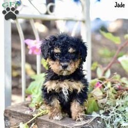 Jade/Toy Poodle									Puppy/Female	/9 Weeks,These toy Poodle puppies are delightful little companions eager to find loving homes. Raised in a nurturing family environment, these puppies are well-socialized, making them friendly and adaptable. Their parents weigh between 8 to 9 pounds, ensuring that the puppies will remain small and manageable.