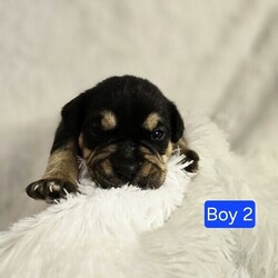 Adopt a dog:me/English Bulldog/Male/Baby,ADOPT ME ONLINE: https://ophrescue.org/dogs/13892

Hi Im Irving (The Vintage Litter)!
I've got the whole packagebrains, heart stopping good looks and dont forget my 'sourmug' face with loads of raw talentand I'm ready to use them. Teach me, praise me and I guarantee I'll make you proud at home, on walks, and meeting new friends. When Im not admiring your every move, Id love to be playing with other dogs. So, what do you say?
Who doesnt like to cuddle up with a friendly but dignified pup like me and watch TV? 
Wanna be besties? Then click that Adopt Me button and fill out my application!

- I need someone who won't leave me home alone for more than 4 hours, at least not until I am older. The older I am, the more I can stay home alone. I just don't want you to get mad at me if I have accidents or chew things I'm not supposed to when you leave me for too long. I'm a puppy, so I get bored quickly and when I'm bored I could get in trouble.
- I am looking for my forever home, not my for right now home. So as I get bigger I need someone to teach me how to be the best dog I can be. I am young and still learning. You may want to teach me some new tricks like sit, stay, etc. Professional training will help me bond with you. That sounds like fun!
- I saved the most important for last. I am hoping my new mom or dad will snuggle with me, play with me and love me forever and ever!
Please note that because this puppy is so young, it has only received 2 of the required 3 puppy distemper vaccines. This is very IMPORTANT because it means that the immune system will not be fully functioning until about 16 weeks of age. Until then, the puppy MUST stay out of public places where it could be exposed to the germs of other dogs. These no puppy zones include all pet stores, dog parks, and for apartment dwellers, areas used by other dogs. These requirements are strictly for the puppys medical safety and longevity.
This puppy is microchipped and up to date on age appropriate vaccines and monthly preventatives.

To adopt fill out the simple online application at https://ophrescue.org 
Operation Paws for Homes, Inc. (OPH) rescues dogs and cats of all breeds and ages from high-kill shelters in NC, VA, MD, and SC, reducing the numbers being euthanized. With limited resources, the shelters are forced to put down 50-90% of the animals that come in the front door. OPH provides pet adoption services to families located in VA, DC, MD, PA and neighboring states. OPH is a 501(c)(3) organization and is 100% donor funded. OPH does not operate a shelter or have a physical location. We rely on foster families who open their homes to give love and attention to each pet before finding a forever home.All adult dogs, cats, and kittens are altered prior to adoption. Puppies too young to be altered at the time of adoption must be brought to our partner vet in Ashland, VA for spay or neuter paid for by Operation Paws for Homes by 6 months of age. Adopters may choose to have the procedure done at their own vet before 6 months of age and be reimbursed the amount that the rescue would pay our partner vet in Ashland.