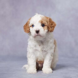 Ike/Cavapoo									Puppy/Male	/5 Weeks,Meet Ike, the lovable F1 Cavapoo who’s looking for his forever family! Raised in a warm, loving environment, Ike is well-socialized and ready to be your best friend. He’s been fully vet-checked, up-to-date on his vaccines and dewormer, and is microchipped for added peace of mind. Ike also comes with a health guarantee, so you can feel confident in his happy, healthy future. His parents are both AKC registered and have passed genetic health tests, ensuring that Ike has a great start in life. Plus, we offer delivery options to make bringing him home easy and convenient, no matter where you are. Ike is ready to shower you with love and joy—don’t miss the chance to welcome this sweet boy into your home!