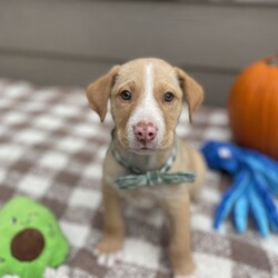 Adopt a dog:Banzai/Yellow Labrador Retriever/Male/Baby,Banzai is a sweet boy, he is part of a group of 13 puppies we saved from a high kill shelter. He is a wonderful happy boy that is ready for his very own family!  He enjoys his playtime in his puppy play group, running in the play yard and wrestling with the toys.

Banzai is estimated to be 3 1/2 months old, he currently weighs 8 lbs, he will likely be medium sized as an adult. 

If you're looking for a furry friend who will stick by your side through thick and thin, look no further than little Banzai. Please consider giving this sweet fella his forever home.

PLEASE READ THIS TO ADOPT:

Please copy and paste the following URL for the adoption application:

https://www.shelterluv.com/matchme/adopt/FPSL/Dog

COMPLETED APPLICATIONS TAKE PRECEDENCE OVER INQUIRIES. If you are interested in adopting, the FIRST step is to complete an application.

Please note that our animals are rescued and transported from South Mississippi where major animal overpopulation means less homes. We only transport them if adopted, in most instances, we can be available for a video call once an application has been approved.

We are USDA certified and WE PERSONALLY TRANSPORT OUR OWN adopted animals to meet their new families. We transport every 2-3 weeks.

Our adoption fee includes the spay/neuter, age appropriate vaccinations, Microchip, Mississippi Health Certificate, and the transport service to get the new family pet to you

***Breed input is required for each platform but is not guaranteed to be accurate. We do not DNA test. We rescue animals from different situations.We discuss breed assignments with our vets to label them as accurately as possible.***

We are currently unable to adopt pets to ME and RI residents.