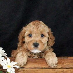 Seth/Cavapoo									Puppy/Male	/7 Weeks