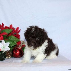 Spencer/Toy Poodle									Puppy/Male	/7 Weeks,This baby boy is ready to find his forever home! He is expected to be around 7-9 lb full grown. He is being family raised with children and is very well socialized. He is up to date on all vaccines and preventive deworming. We encourage you to come meet him in person, however if you are out of the area, we offer facetime calls! If you have any questions or would like to make a deposit to place him on hold, give us a call/text or send us a message. All of our puppies go home with their proper paperwork, a 2 year genetic health guarantee, 30 free trail of Trupanion Pet Insurance, pre-paid registration that is emailed to you once you bring your puppy home, a pre-paid online K9 Master Class and microchipped. Each of our puppies also go home with some food to transition on, NuVet & treats. We do accept Venmo & PayPal. license#4240