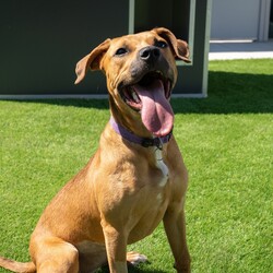 Peep/American Staffordshire Terrier/Female/7 Months,Hello! I’m Peep, an adorable young Staffy mix pup eagerly searching for my forever home. I’m full of puppy energy and potential, but I’m still learning about the world around me. I’ve had limited life exposure so far, so I’m looking for an experienced owner who can help me adjust and thrive with some ongoing training and patience. I’m a bit nervous with pats and handling, so I’ll need to meet all the children in the home to make sure I feel safe and secure. Ideally I would have a calm, confident doggy friend to learn from but I would also be okay as the only dog in the home. In return, you’ll find me to be a loyal and loving companion, ready to grow and learn with you. I’m eager to discover the joys of a caring home, where I can finally settle down and become the best pup I can be. If you’re an experienced dog owner ready for the joy of helping me become the best version of myself, let’s meet! Household restrictions: