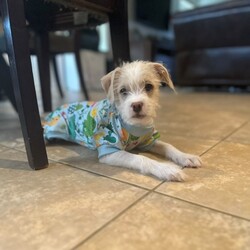 Adopt a dog:Watson/Terrier/Male/Baby,Apply at link below!
https://www.shelterluv.com/matchme/adopt/BPRG/Dog