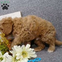 Tucker/Cavapoo									Puppy/Male	/8 Weeks,Hi, im a Cavapoo puppy. I am looking forward to meeting you! I am up to date with my immunizations, my wormer medications, and I have a Micro-chip so that I can be easily identified if I ever become lost! 