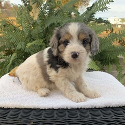 Marten/Cavapoo									Puppy/Male	/September 18th, 2024,Meet Marten…. A playful ,sweet , cavapoo puppy…if interested in meeting the puppy call or text Nancy today ….