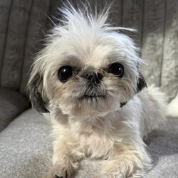 Adopt a dog:May/Shih Tzu/Female/Adult,May is a teensie little 4.5lb bean who loves comfy beds, blankets and your lap. She really does love people and is good with other dogs, cats, and kids. May would do best in a quiet home because of her size.