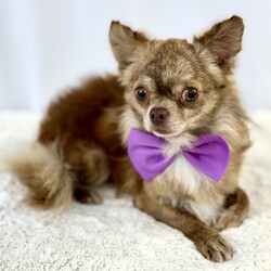 Charly/Chihuahua/Male/Adult Adopt a dog:Charly/Chihuahua/Male/Adult,Charly is a 2 year old 5lb male long coat chihuahua. He is a sweet boy that is a little shy in the beginning but warms up quickly for treats. He is crate trained. He will need some work with house training.