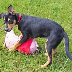 Momo/Australian Kelpie / Border Collie/Male/6 Months,Hello there, I'm Momo, a sprightly Australian Kelpie puppy, full of zest and love to give! I'm looking for a new home, preferably with someone who's around most of the time, to keep me company and engage me in play. As a high-energy pup, I require lots of physical and mental stimulation, so a secure outdoor space would be perfect for me to run around and explore. Although I'm young, my breed is known for our intelligence and quick learning, which means I need an experienced owner who can guide me through my training journey. I'm eager to learn and please, so with a little patience and understanding, we'll become the perfect team in no time! I'm also very sociable with other dogs and new people and love to make new friends. If you have experience with high-energy breeds like mine, then we could be a perfect match! Remember, a home with me is full of tail wags, puppy kisses, and endless adventure. So, if you're ready for the commitment and have a heart full of love to share, let's meet! 
