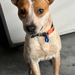 Sypha/Australian Stumpy Tail Cattle Dog/Female/1 Year 2 Months,Hi there! My name is Sypha, and I’m a spirited cattle x puppy looking for my forever home. I’m about a year old and although I'm on a little on the shy side, I’m full of energy and curiosity about the world. I love to explore and play, and I’m eager to learn all about being a great companion. I’m hoping to find a family that understands my breed and can help me thrive! One important thing about me is that I need to meet any potential furry siblings before making a final decision. Ideally, I would do best with a calmer dog in the home. I’m a little sensitive to boisterous dogs so having a gentle companion would help me feel more at ease. If you have other dogs, let’s make sure we’re a good match! I also would do best in a home with children over the age of 12. I enjoy being around people, but my playful nature can be a bit much for little ones, and I can get overwhelmed easily. I want to be sure that everyone feels comfortable and happy, so older kids would be perfect for me! As a cattle dog mix, I have a lot of energy, and I need both indoor and outdoor access to keep me active and engaged. I thrive in environments where I can run around and explore. A yard to play in would be a dream, but I also love going for walks and sniffing out new adventures. It would be great if you have some knowledge about cattle breeds, as I can exhibit breed-typical behaviors. Together, we can set me up for success! *Must meet all dogs *Breed knowledge *Indoor/outdoor access *No children under 12 years *Ongoing training