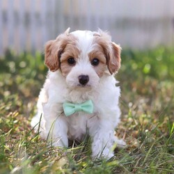 Valor/Cavapoo									Puppy/Male	/6 Weeks,Meet Valor! an irresistibly charming Cavapoo puppy ready to capture your heart! With a playful, adventurous spirit and a knack for spreading joy, He is always eager to bring happiness into every moment—whether he’s chasing after his favorite toy or snuggling in for a cozy nap. This little ray of sunshine would make a delightful addition to any loving family. Cavapoos combine the Poodle’s intelligence with the Cavalier’s gentle, friendly nature, making them not only trainable but also exceptionally eager to please!