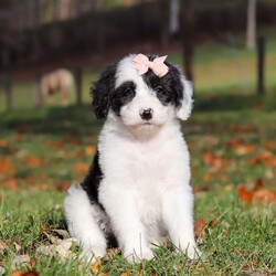 Anita/Sheepadoodle									Puppy/Female	/7 Weeks,Meet Anita, a stunning Sheepadoodle puppy brimming with playful energy! She loves attention and will happily follow you wherever you go, making her the perfect companion. Whether it’s a lively game of chase or a cozy cuddle session, her sweet disposition and endless enthusiasm makes her a joy to have around. Our priority is to give her the best kind of care so she can be the confident, healthy puppy you have always dreamed of having!