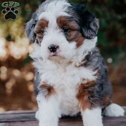 Sunflower/Mini Bernedoodle									Puppy/Female	/6 Weeks,Meet our sweet natured, friendly lil bernedoodles. They are well socialized by our children who take them with them all over the farm! Be it on wagon rides, stollere rides, or even nap time!!