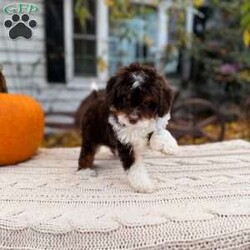 Cady- Toy/Mini Bernedoodle									Puppy/Female	/9 Weeks,Cady is a Chocolate Tri Toy Bernedoodle! She is expected to weigh around 5-12lbs full grown! PET HOME ONLY