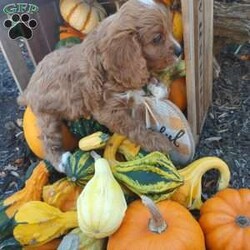 Otis/Cavapoo									Puppy/Male	/8 Weeks,This little guy is absolutely beautiful. He is red and then has the perfect amount of white -all four of his paws have white on it and he has some white on his forehead and some on his chest! very outgoing .would do very well with young kids very gentle !so much fun I love to play with him and cuddle him!He would give kisses all day long! Come see him and us out in the country today!Its beautiful right now