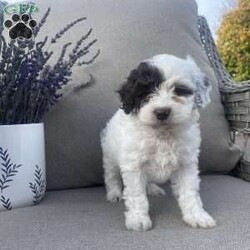 Remi/Maltipoo									Puppy/Female	/8 Weeks,Meet our adorable Maltipoo puppies! As a family of four our goal is to raise happy and healthy puppies! Each puppy is well socialized and played with daily by our children! This pup is up to date on all vaccines and dewormer! It will come with vet papers and a health guarantee! Each puppy comes with its own collar, leash and blanket! Calm or text to reserve this cuddly pup! The mom is a Maltipoo and the dad is a mini poodle!