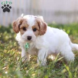 Valor/Cavapoo									Puppy/Male	/6 Weeks,Meet Valor! an irresistibly charming Cavapoo puppy ready to capture your heart! With a playful, adventurous spirit and a knack for spreading joy, He is always eager to bring happiness into every moment—whether he’s chasing after his favorite toy or snuggling in for a cozy nap. This little ray of sunshine would make a delightful addition to any loving family. Cavapoos combine the Poodle’s intelligence with the Cavalier’s gentle, friendly nature, making them not only trainable but also exceptionally eager to please!