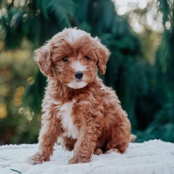 Theo/Mini Goldendoodle									Puppy/Male	/8 Weeks