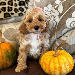 SOLD Stunning Olive F1b Cockapoo Girl Ready Soon/F1b Cockapoo/Female/7 weeks,Im Olive be quick or someone else will have snapped me up !


 We have a stunning litter of F1b Cockapoos from fully health tested lines so our puppies WILL NOT suffer from the health problems both parent breeds can suffer from .


Announcement - We have had a litter of F1b Cockapoos born mum and puppies are doing well we have boys and girls available please read my full advert before contacting me thank you.

You can also check out my Facebook page Tamila Miniatures Cockapoos Bengals and Miniature Horses scroll down my page to view pics and vidoes of my previous puppies and where they are born and brought up and enjoy my pics and videos of my miniature horses :-) You can also follow their progress on my page :-)

Remember when viewing a puppy you MUST see at least the mother
NEVER buy a puppy if your unable to see the mother ,.

Dad
to the puppies is our homebred fully health tested Kc Reg Red Miniature Poodle
he is health tested for the following:

Progressive Retinal Atrophy - CLEAR

Progressive Retinal Atrophy - PRA-PRCD - CLEAR

Neonatal Encephalopathy - CLEAR

Von Willebrand Disease Type 1 - CLEAR

Degenerative Myelopathy - CLEAR

MUM
is our
F1 Cockapoo

My puppies are a little more expensive than other puppies but please read all my advert to understand why thankyou .

Puppies will be around 12-16 inches at the shoulder making them a meduim sized dog and perfect family pet they should
also be non moulting as they are F1b ,,These
will be outstanding puppies and will be in a 4 feed routine and part house trained when they leave us so we will not home them to full time workers as their routine needs to be ongoing ...please read on

 They will leave me at 8 weeks with :

1st vaccine and full vet health check (Document provided)

Microchipped (As law by now and document provided.)

They will be on 4 feeds when they leave and will come with a 2kg bag of Beta Puppy Complete the food they will be weaned onto

A diet sheet

Puppy Toilet Training Planner

Our Pet Contract

They will have been wormed with Panacur at 2,4,6 and at 8 weeks with Milbemax and this will cover them up to 10 weeks so when your puppy goes for 2nd vaccine at 10 weeks you can discuss his/her future worming plan ....this is extremely important to your puppy and your family .

A scent blanket with smells of Mum and littermates as this will be the only familiar thing your puppy leaves with and will help him settle on his journey and into his/her new home ...imagine leaving everything you know and going off with strange people to a new strange new home ,the blanket will help this be a positive part of your puppy's life as his/her early experiences are extremely important to make him/her a well adjusted dog :-)

A toy and chew, puppies and indeed your grown up puppy will require chews all their lives as an essential part of their dental programme .

My puppies will leave having had their first bath and had their fist experience of the clippers as in their future they will have to be groomed and clipped so again this is to ensure their first experience is a good one .

They also have their first car trip to vets with their litter mates again to make sure this is a positive experience before they leave for their new homes , I also spend
time explaining the best way to transport your puppy and always make sure puppies who have a long journey to their new home leave at the best possible time of day to ensure he/she is due a sleep and its works a treat !

 Cockapoos are very intelligent quick to learn and amazing with kids so make a fantastic family dog ...they want to be a family member so we like our puppies to go to families but will also make a superb companion to retired people as long as they can get their walks !

I can also help with bedding, best puppy set up at their new home and tips on helping your puppy settle in to their new home . If you are lucky enough to reserve one of my puppies I will forward you a list of exactly what your puppy will come and what I suggest you get before your puppy arrives home with you . Im extremely picky
where my puppies go so please dont be upset if I ask you lots of questions as to what home you can offer one of my puppies and I WILL NOT HOME TO FULL TIME WORKERS SO PLEASE DONT ENQUIRE IF YOU WORK AND CANT TAKE YOUR DOG WITH YOU THANK YOU .

I can provide recomendations from families and couples who have given our puppies forever homes

If you have managed to read all the above and think you can offer one of my puppies a special home please email or telephone for a chat and I will answer all your questions more the better !

All deposits are non-refundable unless there is a problem with the puppy on the vet check

Our puppies will ONLY be available to familes /people who dont work 9-5pm NO Texts will be answered
Thankyou for reading