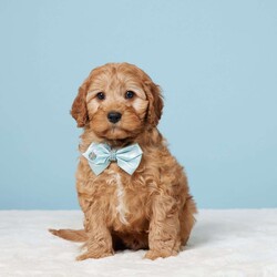 Mitch/Cavapoo									Puppy/Male	/8 Weeks,Meet Mitch, the sweetest little CavaPoo who’s ready to bring joy and love to his forever home! This adorable pup has been raised with a family, so he’s already used to cuddles and friendly faces. Mitch is vet-checked, microchipped, and up-to-date on his vaccines and dewormer, so he’s as healthy as he is lovable. With his gentle nature and playful spirit, Mitch will be the perfect companion for anyone looking for a new best friend. Bring Mitch home, and experience the joy of having a loyal, loving buddy by your side every day!