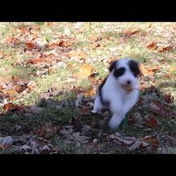 Anita/Sheepadoodle									Puppy/Female	/7 Weeks,Meet Anita, a stunning Sheepadoodle puppy brimming with playful energy! She loves attention and will happily follow you wherever you go, making her the perfect companion. Whether it’s a lively game of chase or a cozy cuddle session, her sweet disposition and endless enthusiasm makes her a joy to have around. Our priority is to give her the best kind of care so she can be the confident, healthy puppy you have always dreamed of having!