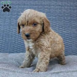 Coy/Mini Goldendoodle									Puppy/Male	/6 Weeks,Here comes the puppy of your dreams! Soft, fluffy, and kissable! This little cutie comes up to date on shots and dewormer and vet checked. The breeder made sure that the puppies are all well socialized with children and family raised. If you are interested in learning more about our puppies contact us today!