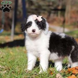 Anita/Sheepadoodle									Puppy/Female	/7 Weeks,Meet Anita, a stunning Sheepadoodle puppy brimming with playful energy! She loves attention and will happily follow you wherever you go, making her the perfect companion. Whether it’s a lively game of chase or a cozy cuddle session, her sweet disposition and endless enthusiasm makes her a joy to have around. Our priority is to give her the best kind of care so she can be the confident, healthy puppy you have always dreamed of having!